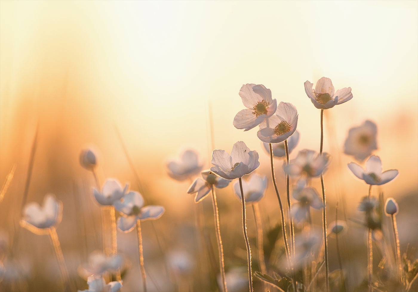 Wilde Anemone bei Sonnenuntergang Poster - Posterbox.dk