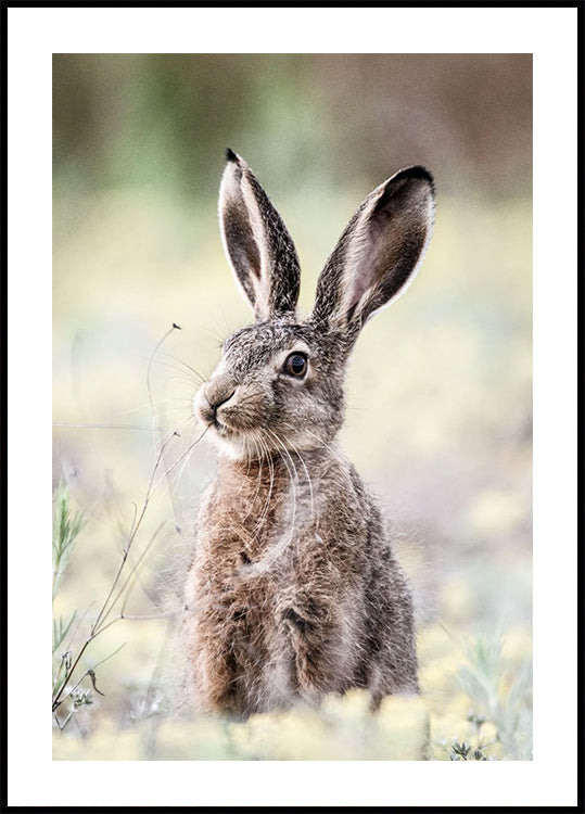 Wildes Hasen-Nahaufnahme-Naturposter - Posterbox.dk