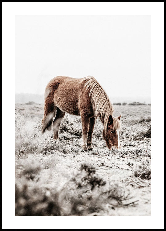 Wildpferd in ruhiger Landschaft Naturposter - Posterbox.dk