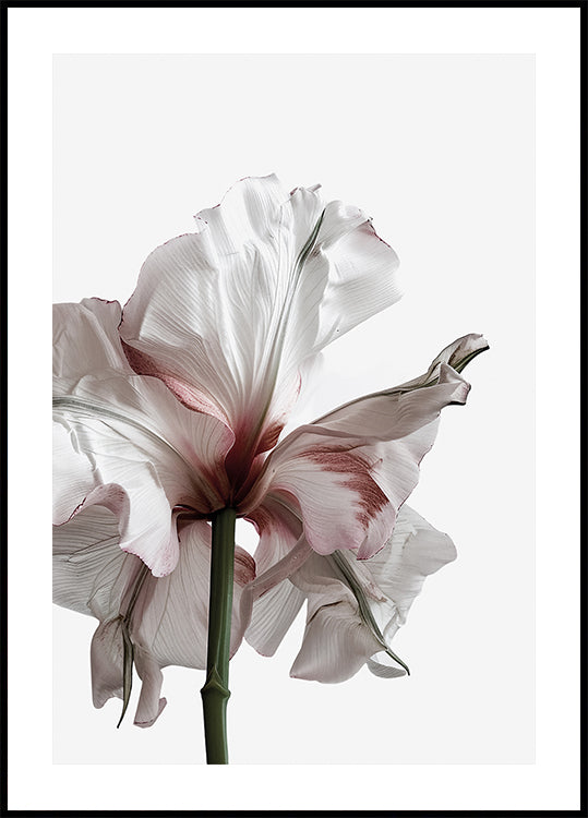 Welting Beauty: A Drying Flower Poster - Posterbox.dk