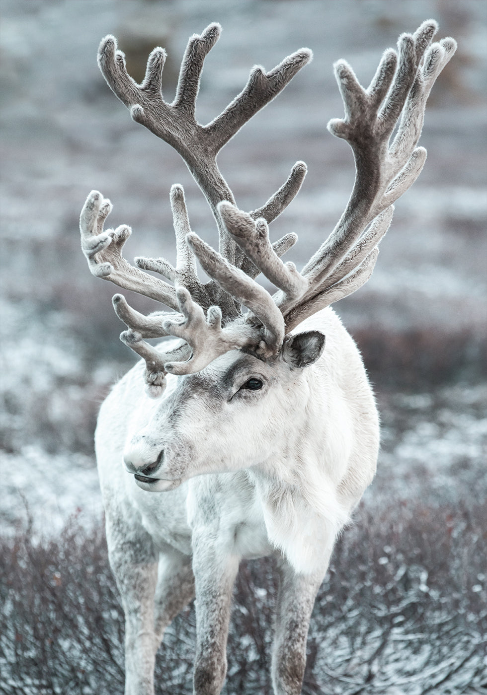 Winter-Rentier in frostiger Landschaft Poster - Posterbox.dk
