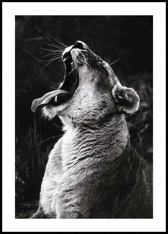 Gähnender Löwe Poster - Posterbox.dk