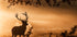 Red Deer Stag in the Mist Plakat - Posterbox