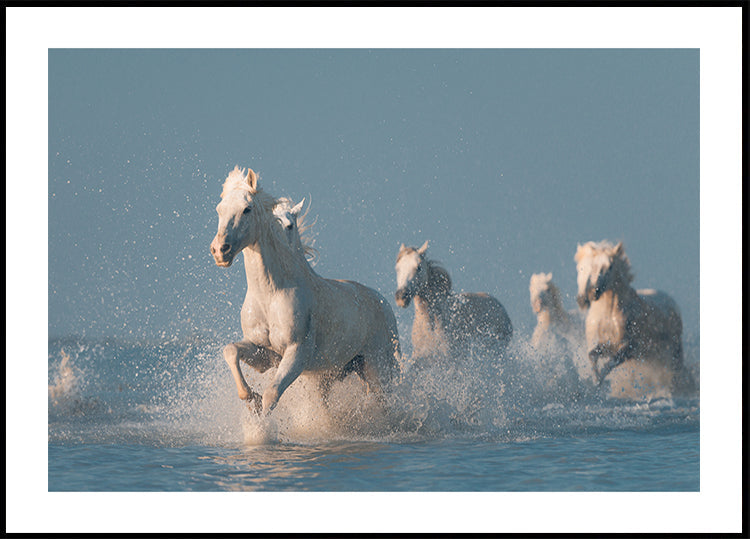 Angels of Camargue Plakat - Posterbox