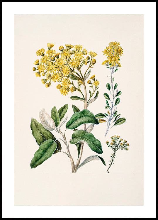 Eine botanische Illustration, die eine Vielzahl gelber Blüten und grüner Blätter vor einem hellen Hintergrund zeigt.