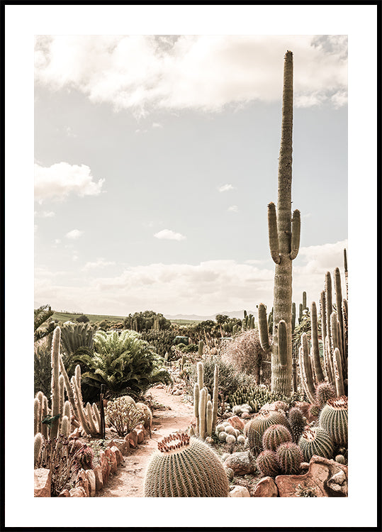 Cactus Farm Plakat - Posterbox