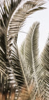 Whispers of Palms - Posterbox