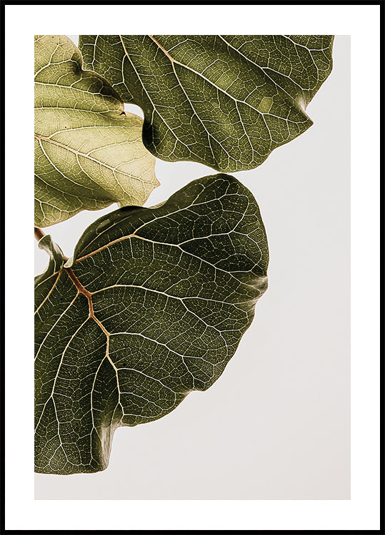 Leaf Veins Symphony (NEW) - Posterbox