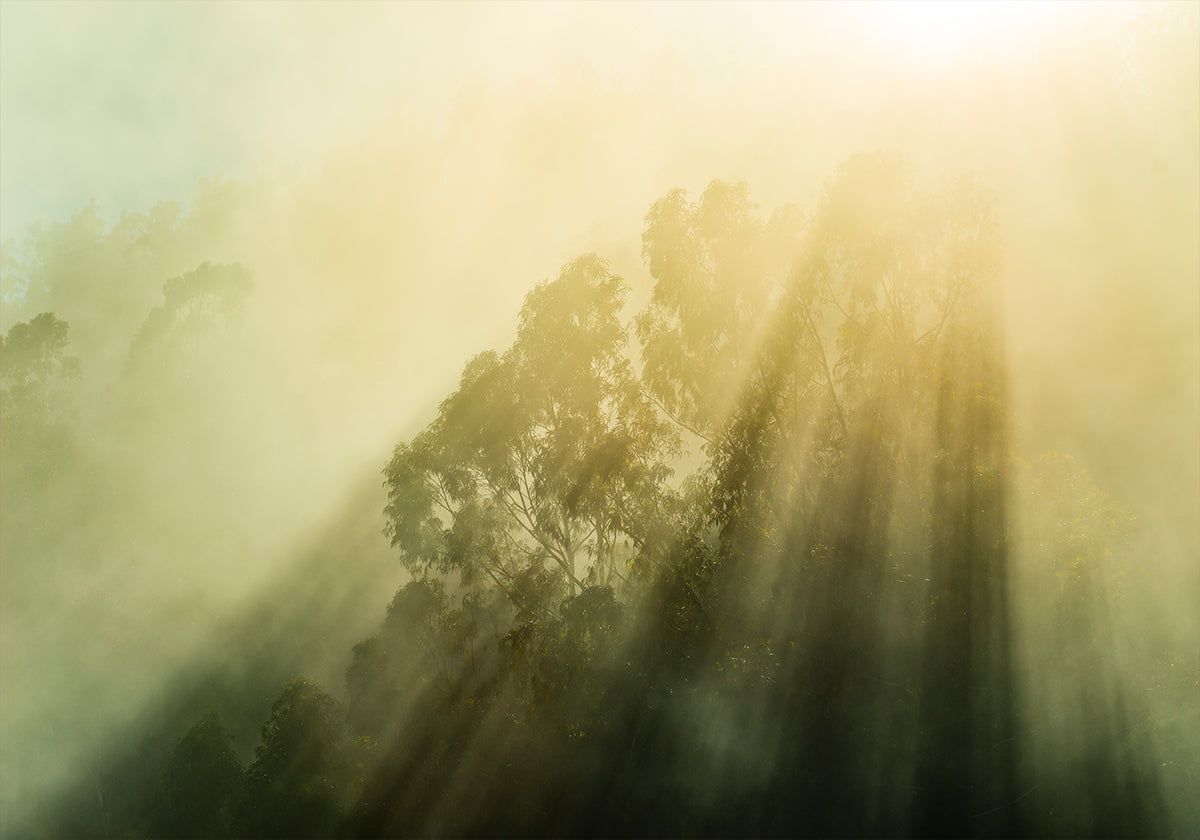 Foggy Woods III - Posterbox