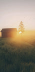 Poster „Sonnenuntergang im Feld“ - Posterbox.dk