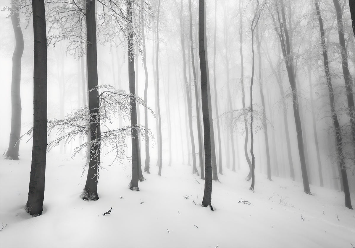 Silence of the forest Plakat - Posterbox