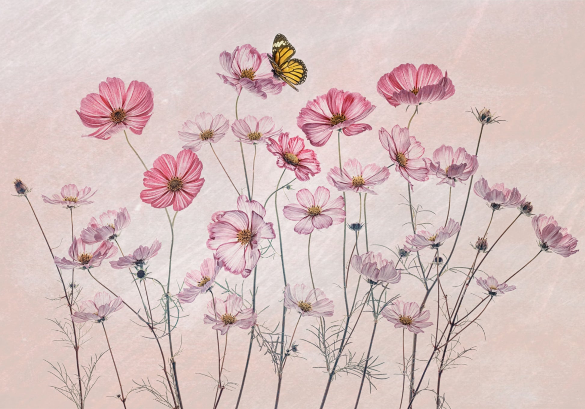 Rosa Kosmos-Schmetterling