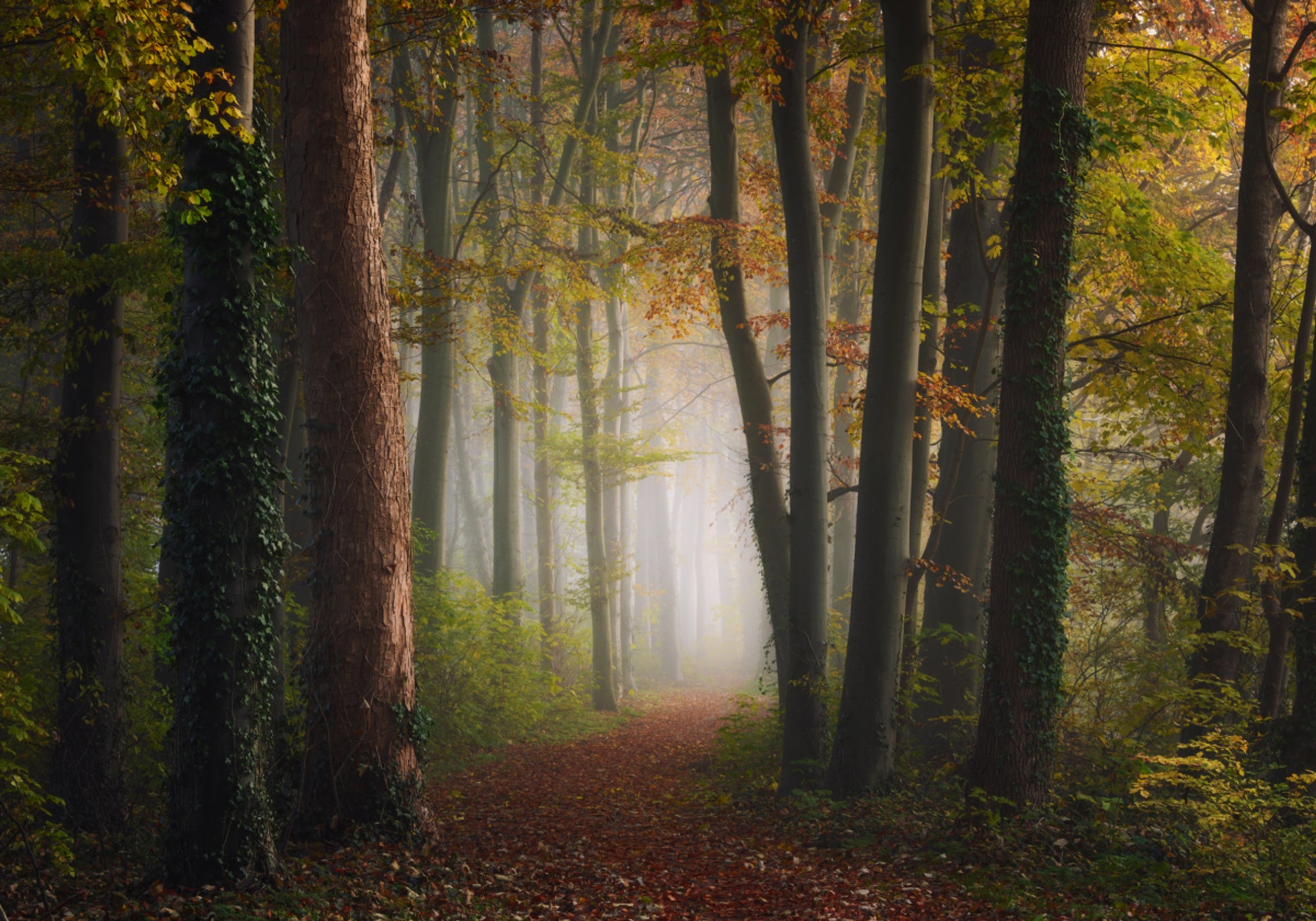 Nebliger Herbstwaldweg
