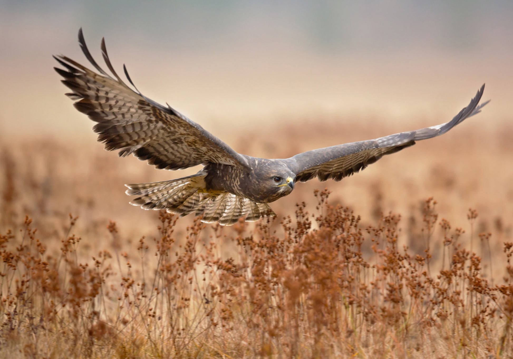 Majestätischer Falke im Flug