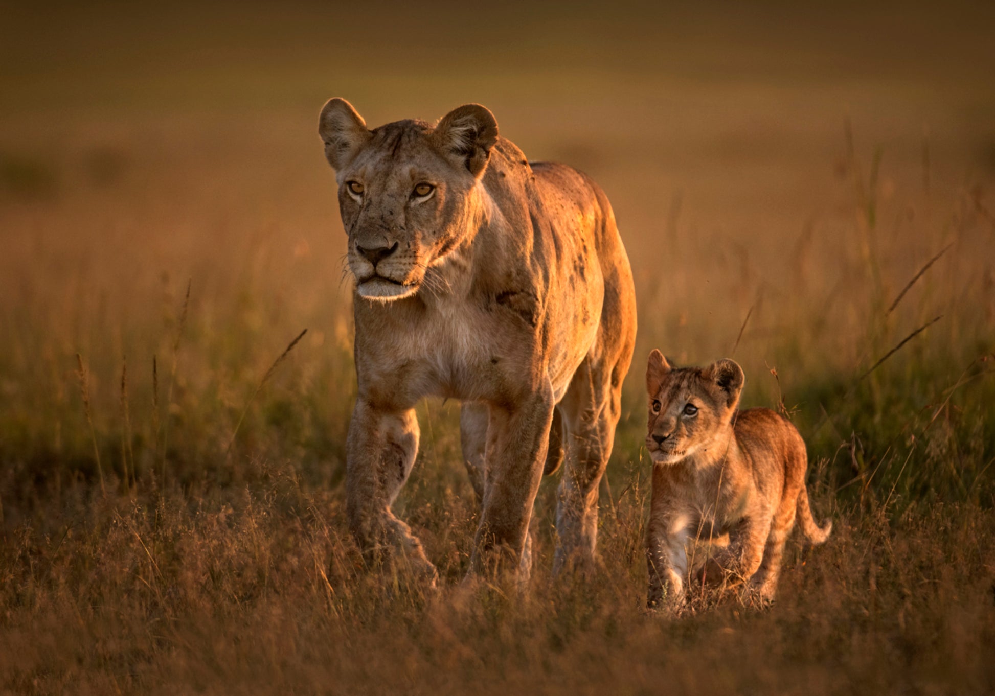 Goldene Savannenlöwenfamilie