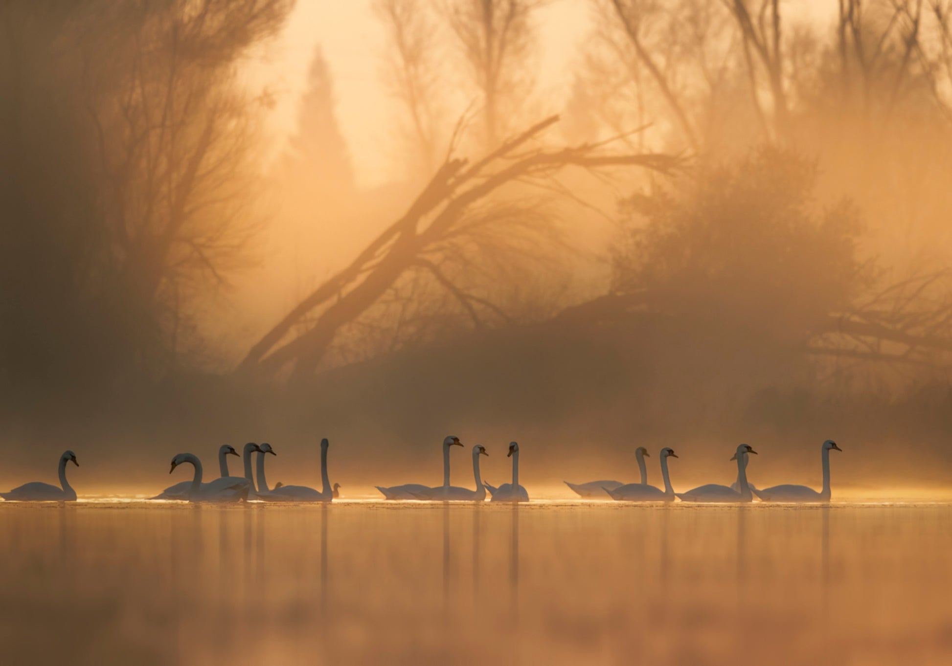 Schwäne im goldenen Nebel