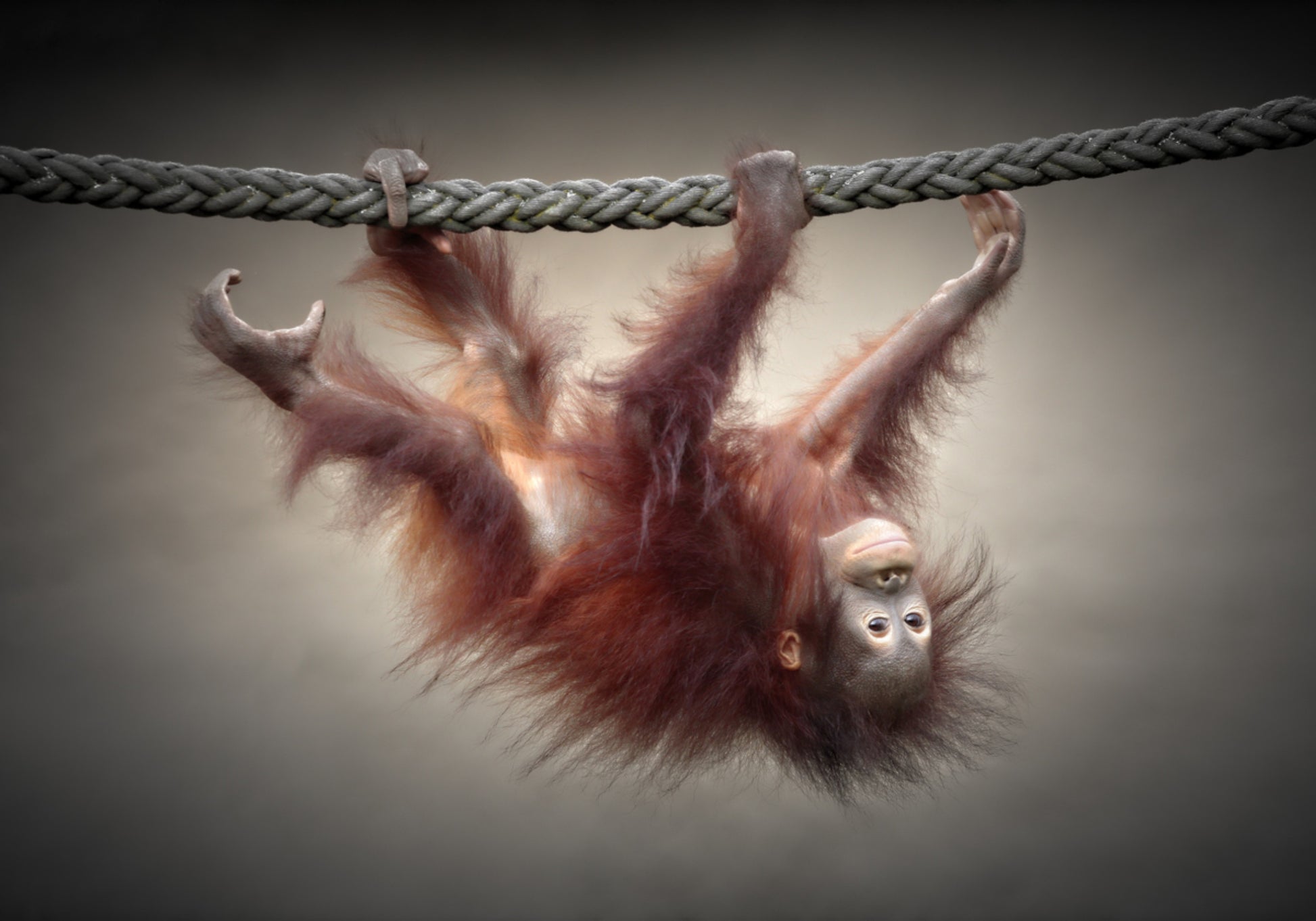 Verspielter Baby-Orang-Utan