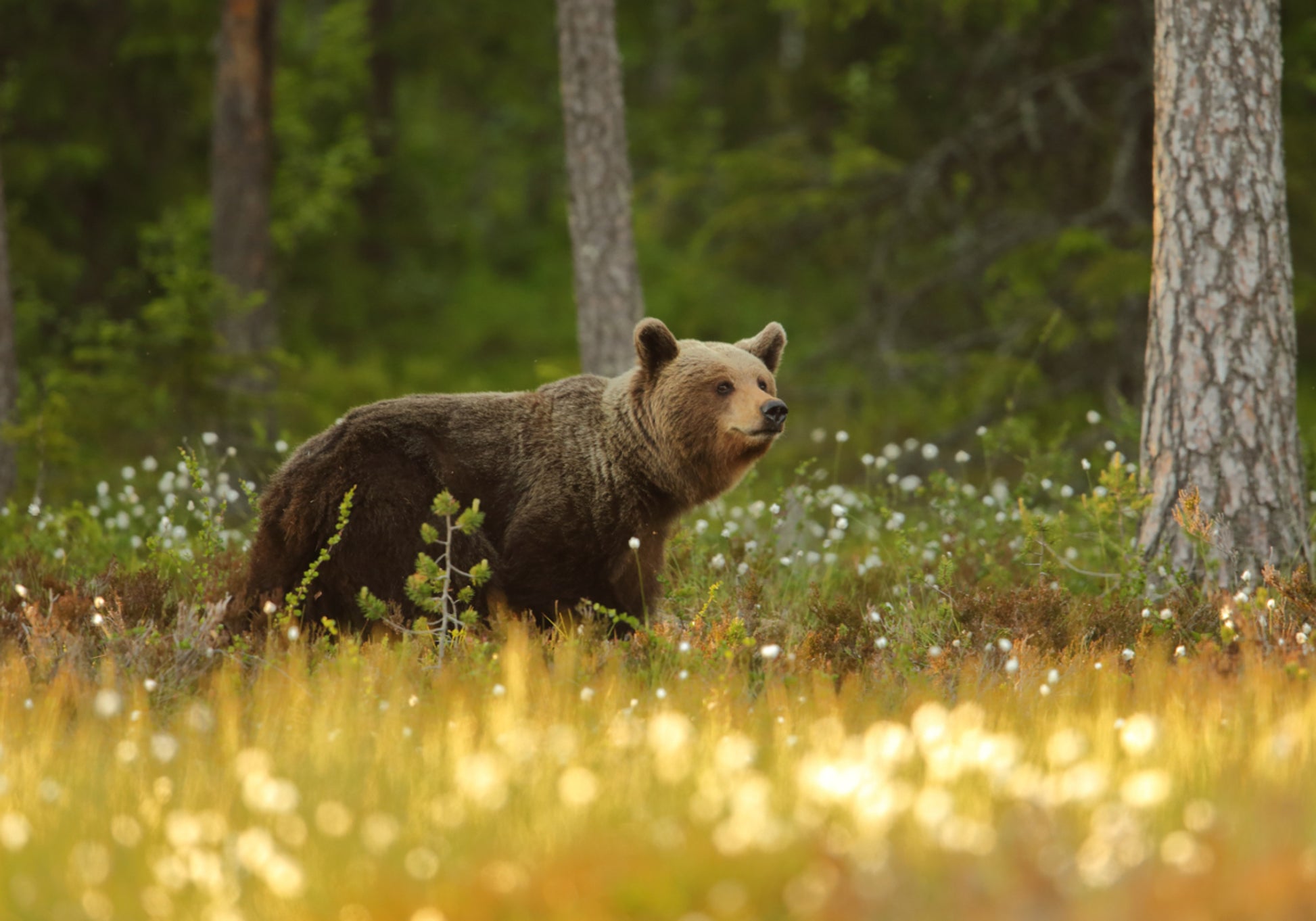 Braunbär im Wald