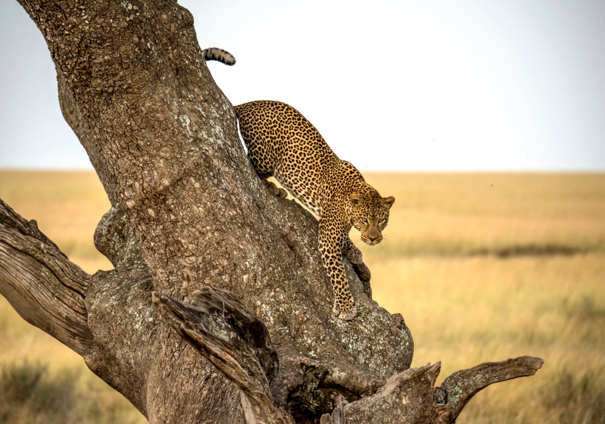 Absteigender Baum des Leoparden