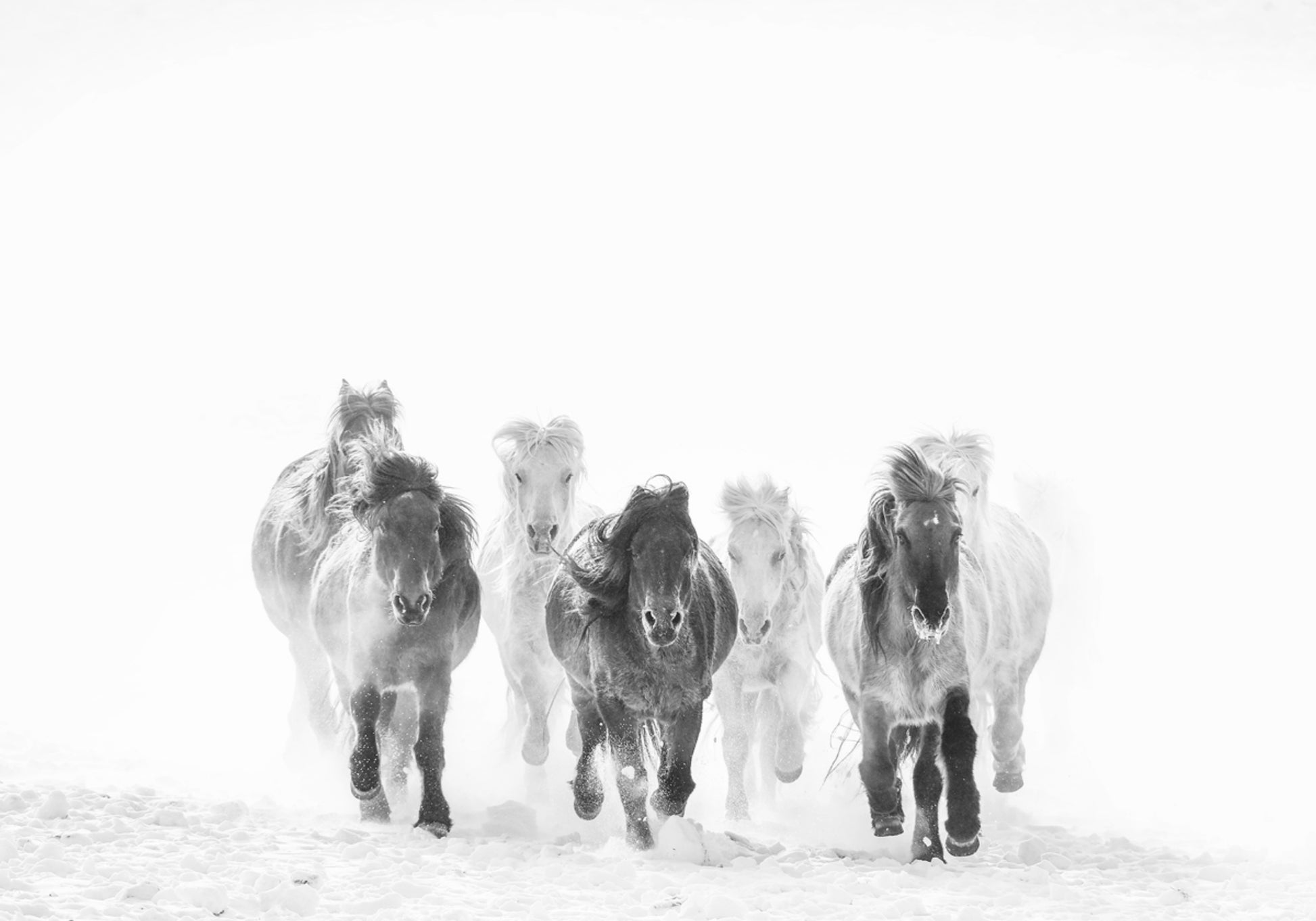 Majestätische Pferde im Winter