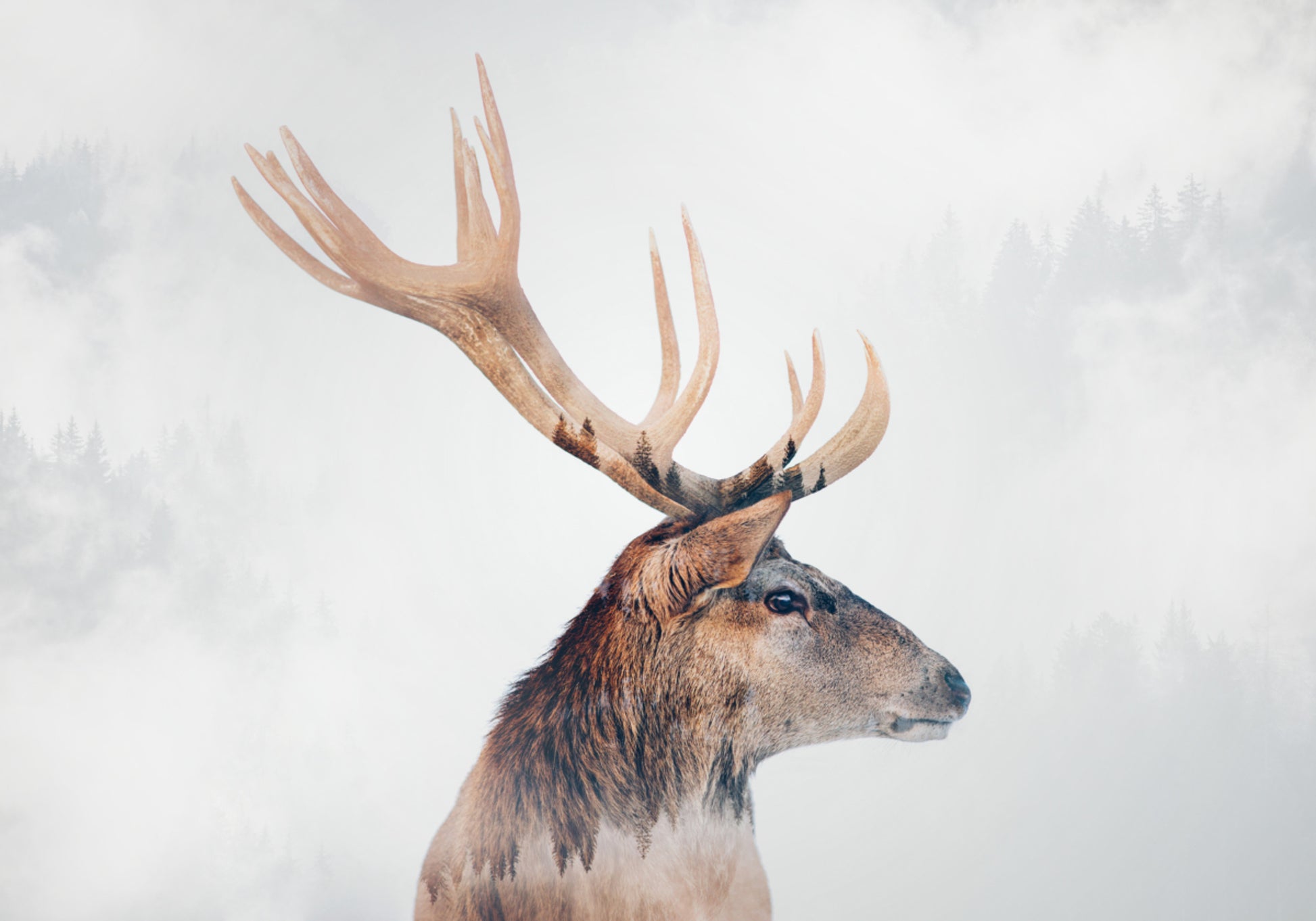 Nebliger Waldhirsch