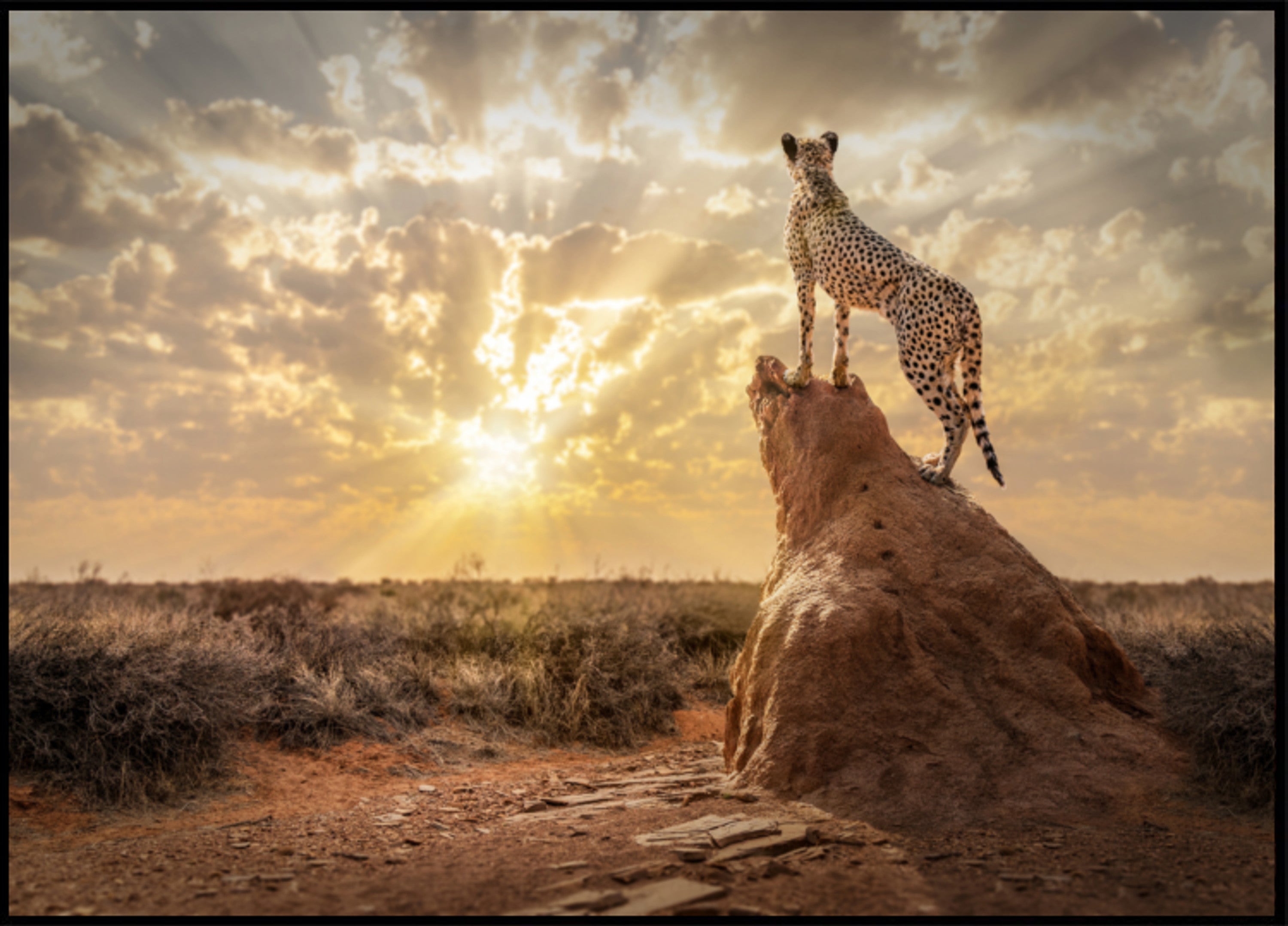 Gepard bei Sonnenuntergang