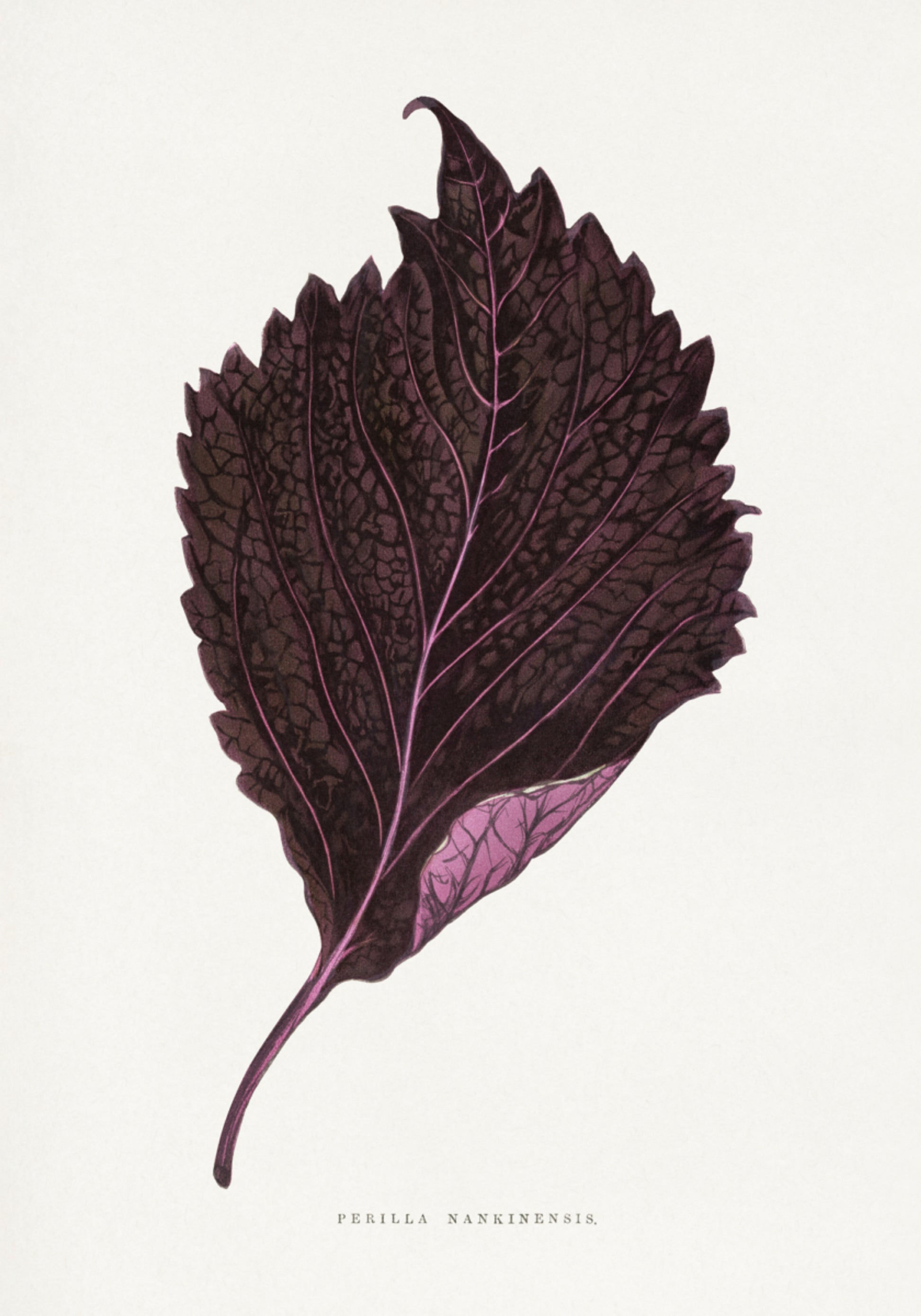 Rosa Perilla Nankinensis-Blattillustration
