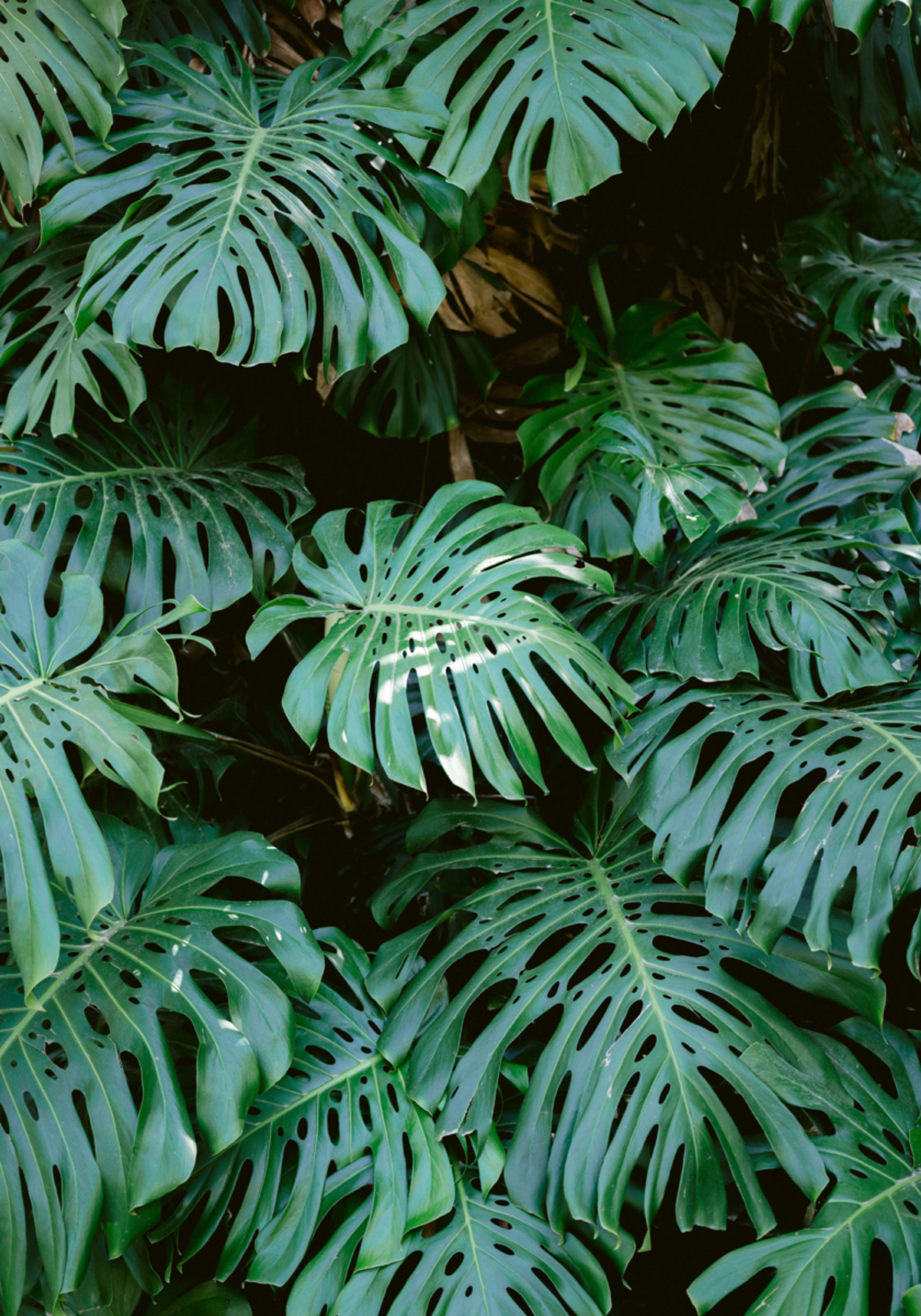 Monstera-Mauer in Lissabon