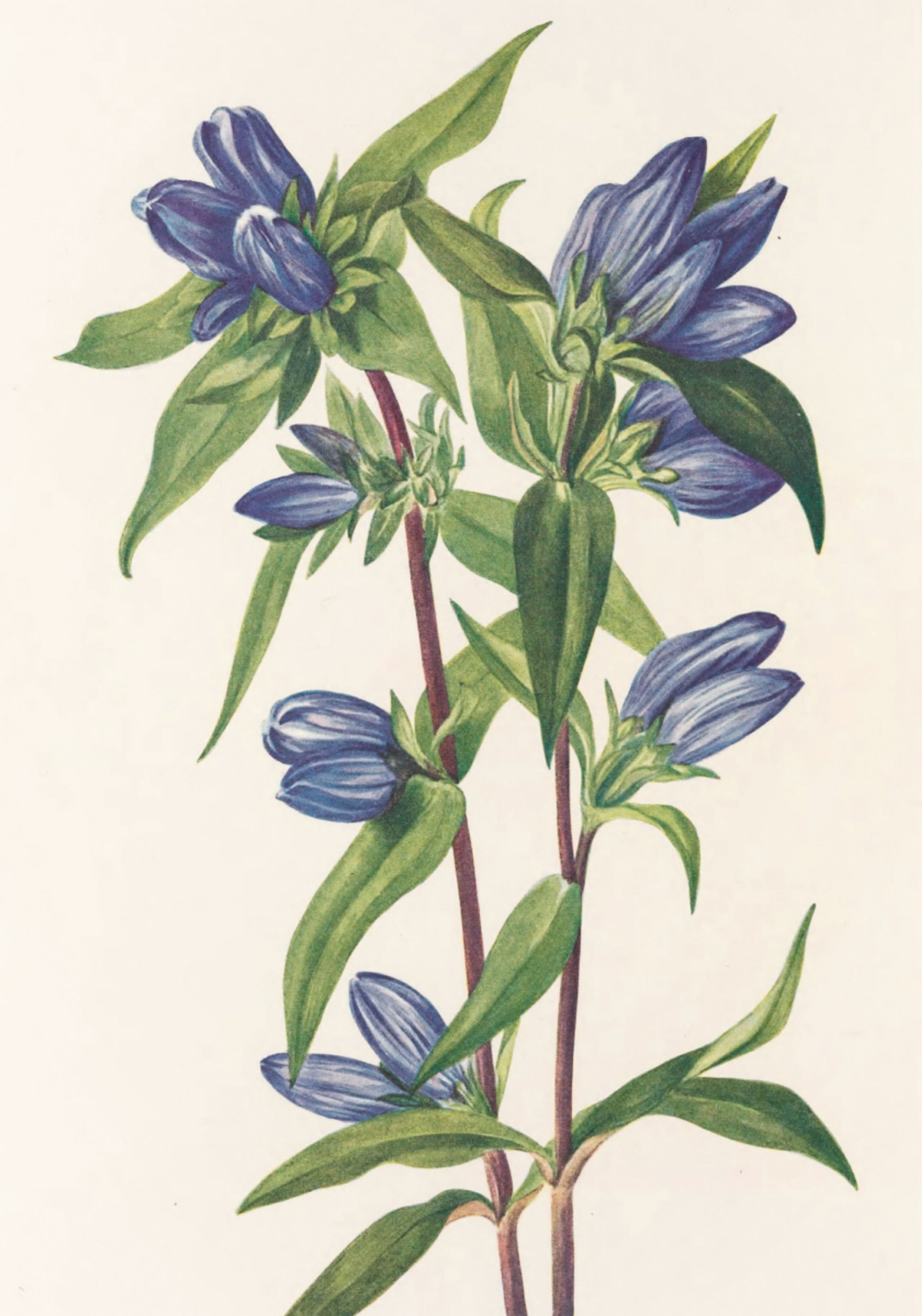 Flaschenenzian aus nordamerikanischen Wildblumen (1925) von Mary Vaux Walcott