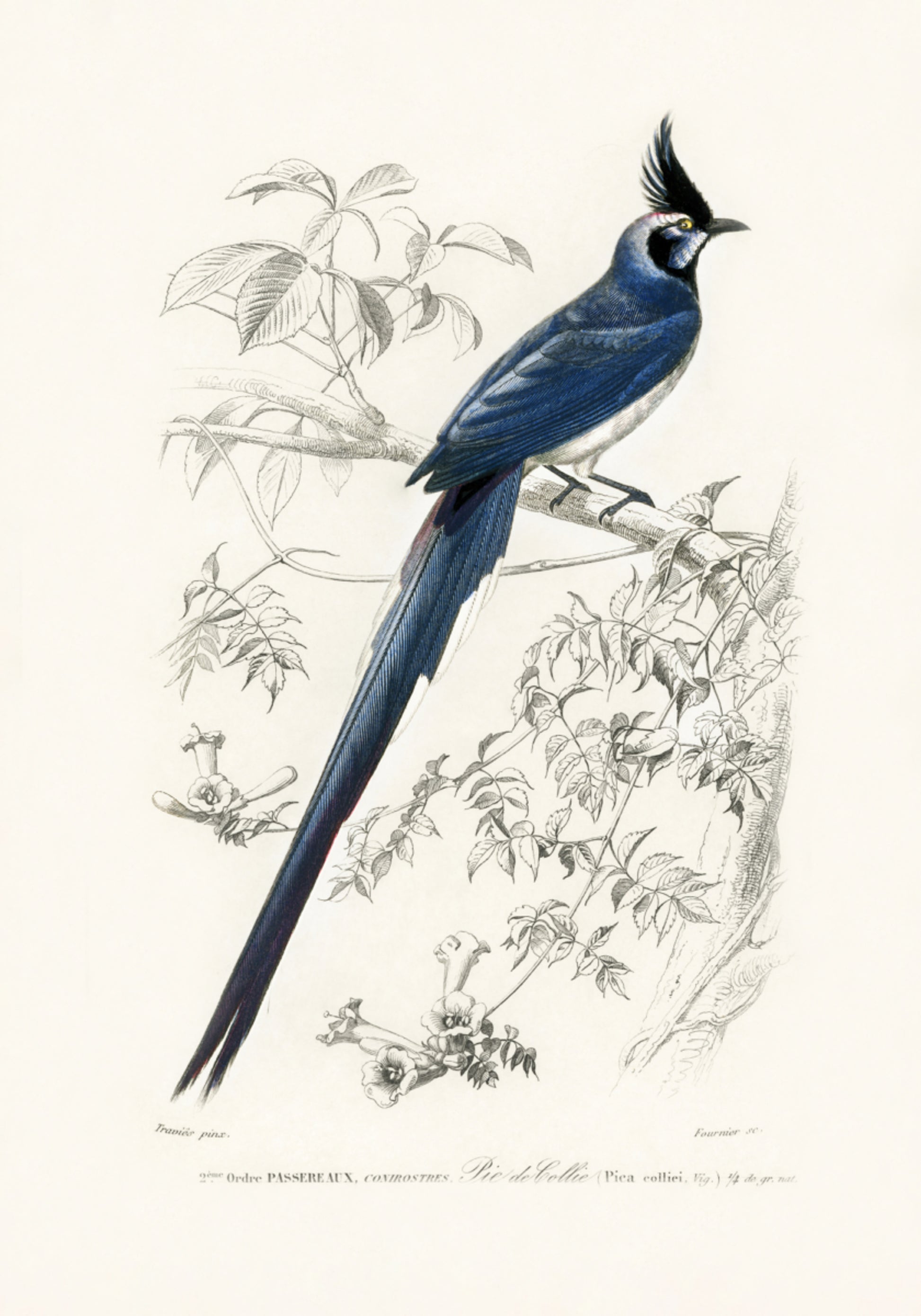 Schwarzkehl-Elster Jay