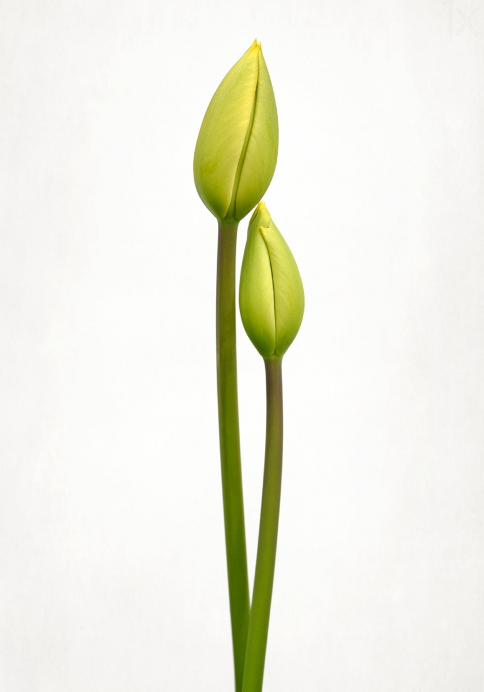 Grüne Tulpenknospen