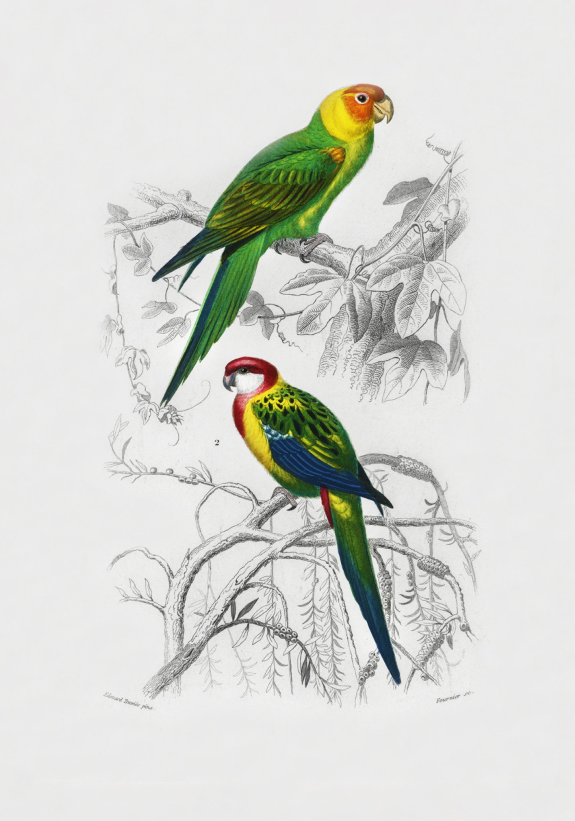 Vögel