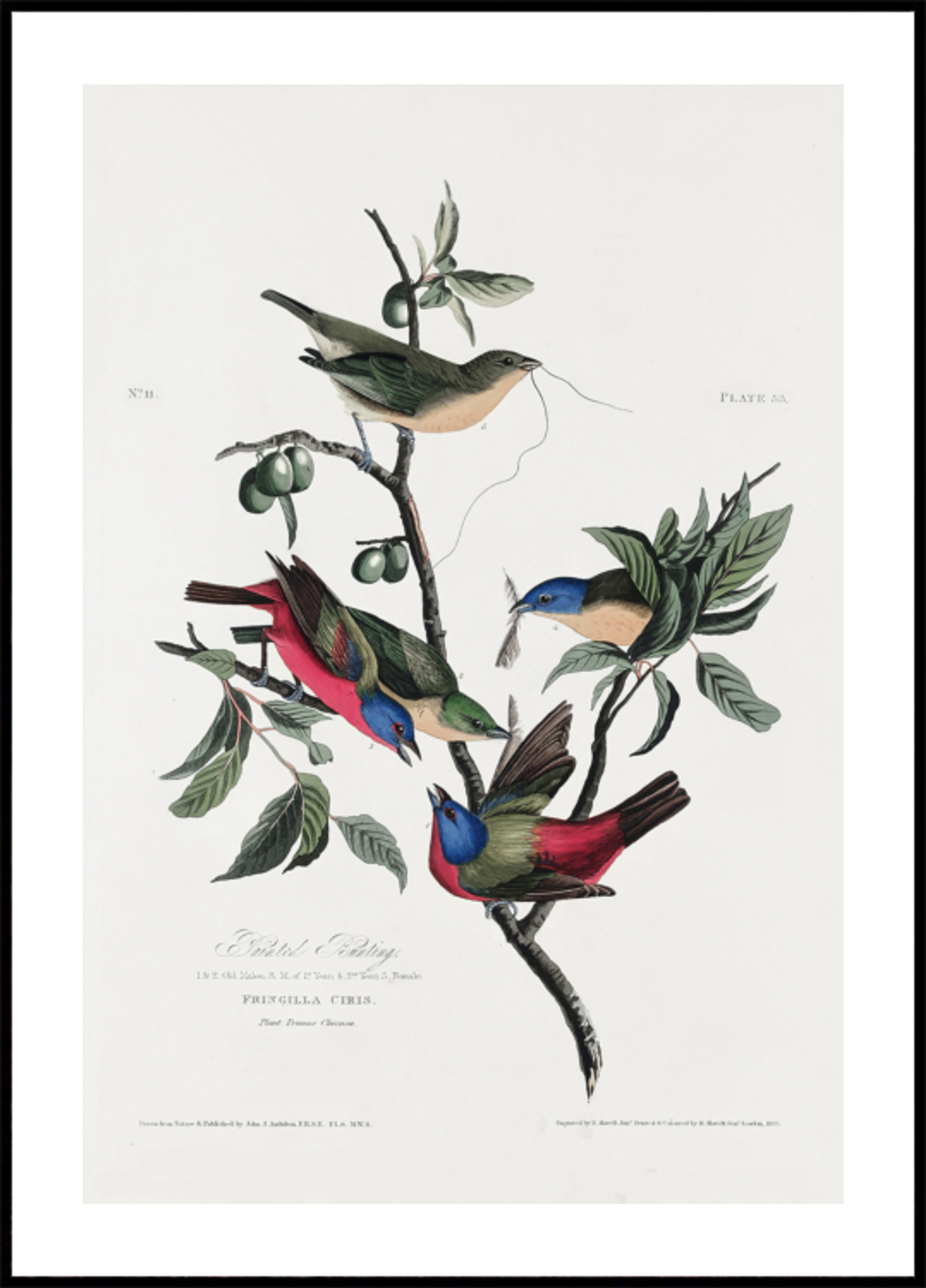 Gemalter Fink von Birds of America (1827)