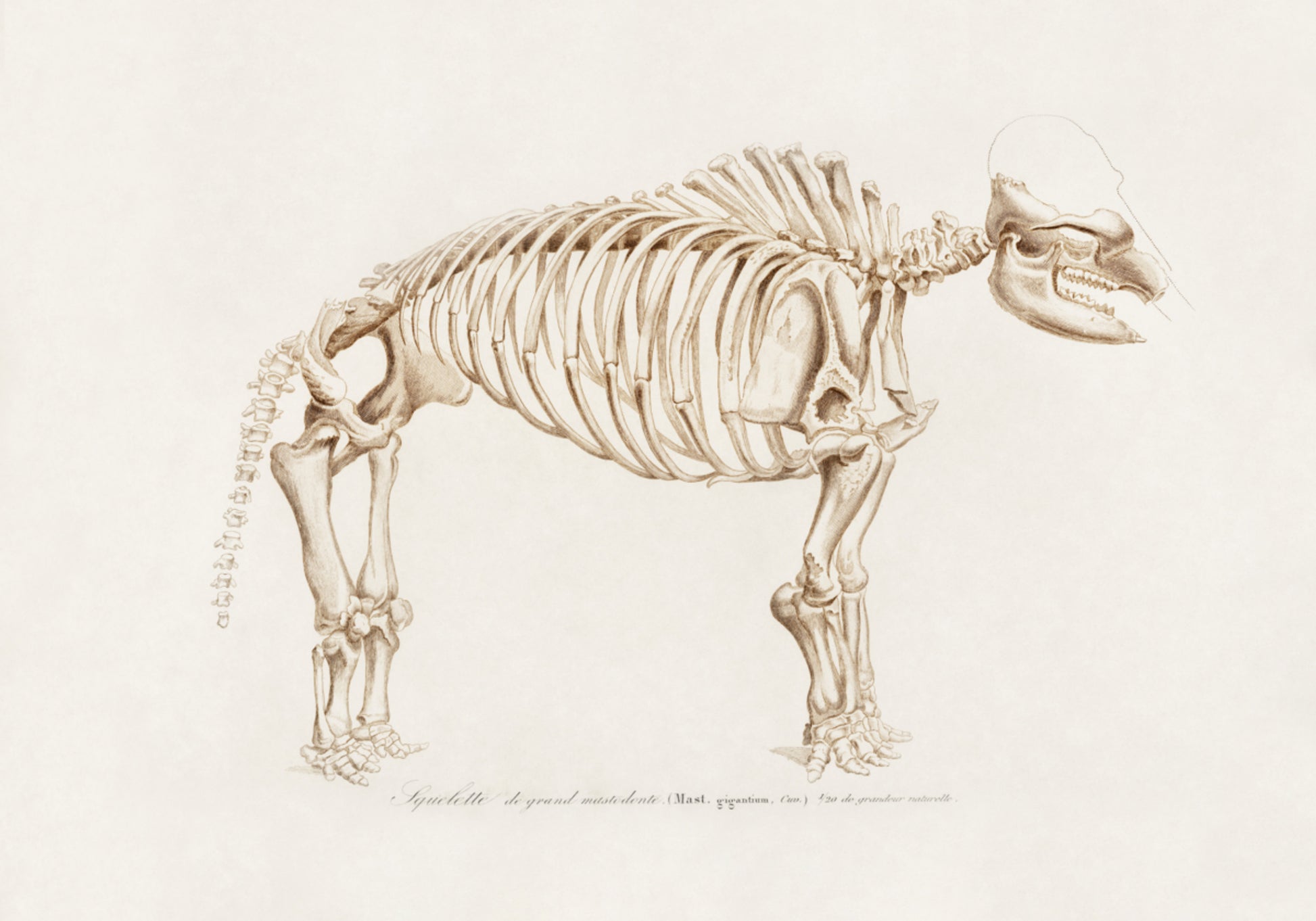 Mammut