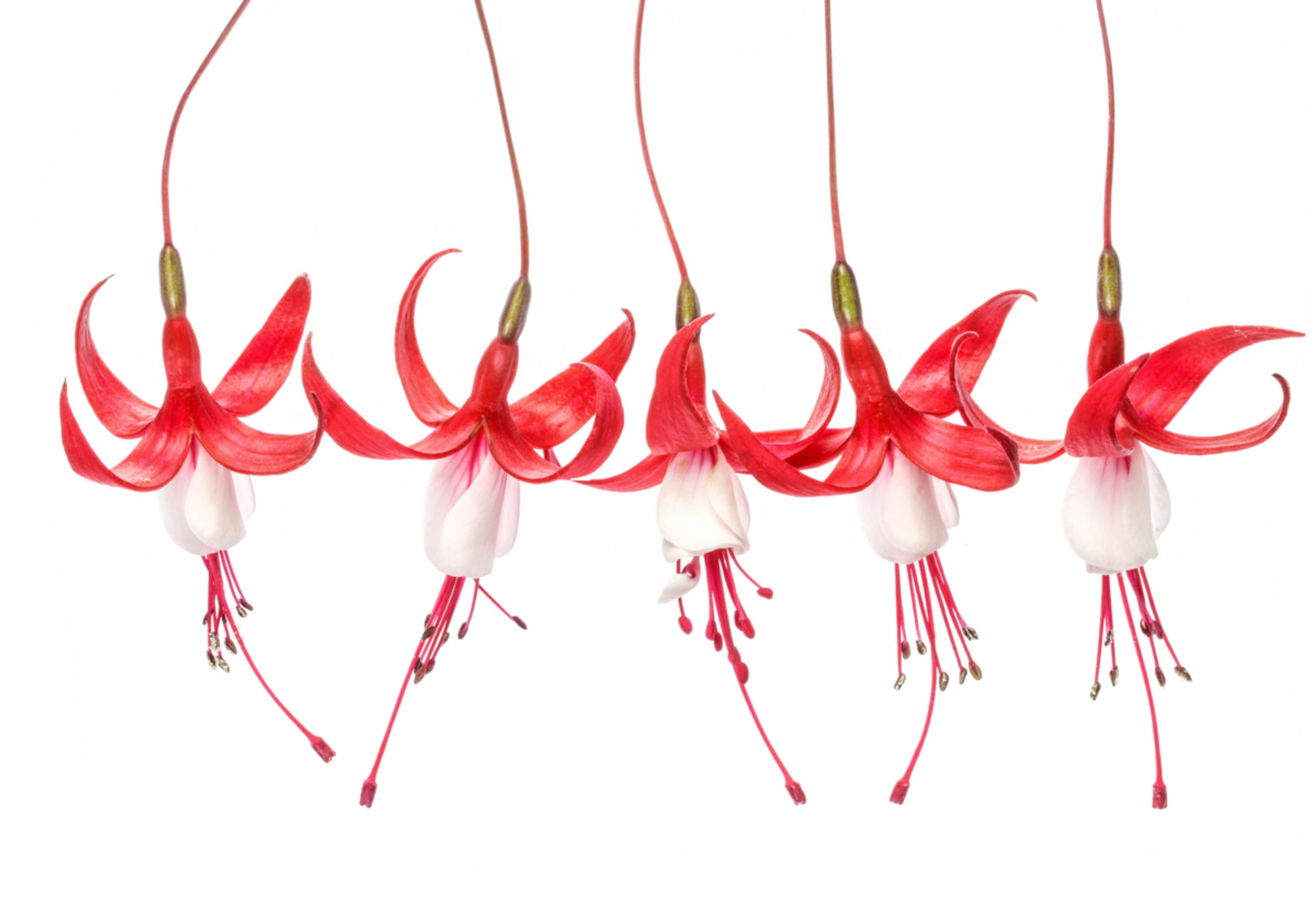 Fuchsia