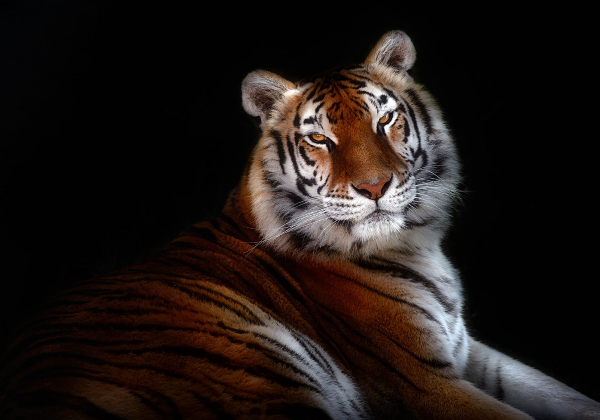 Majestätischer Tigerblick