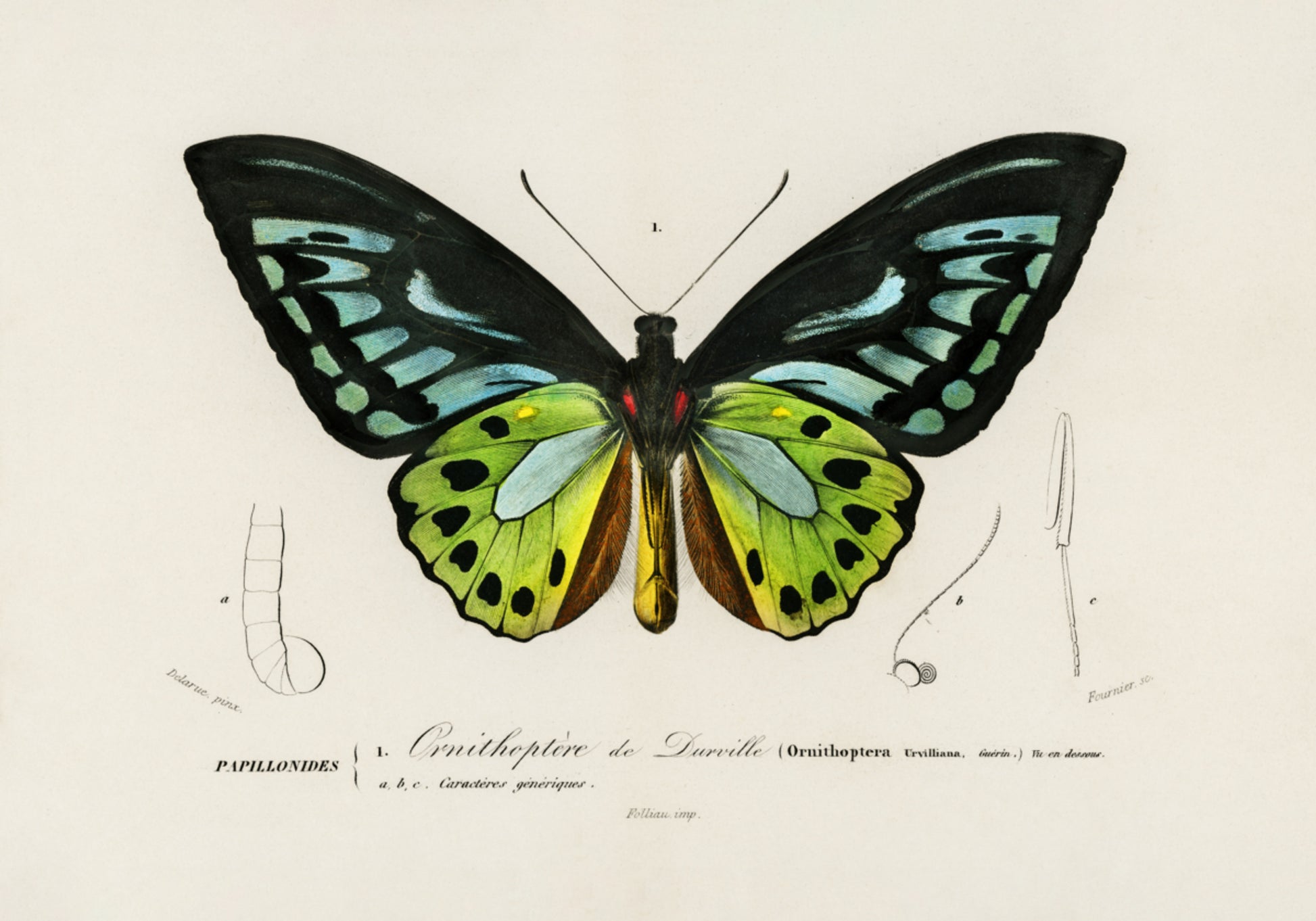 Grüner Birdwing-Schmetterling