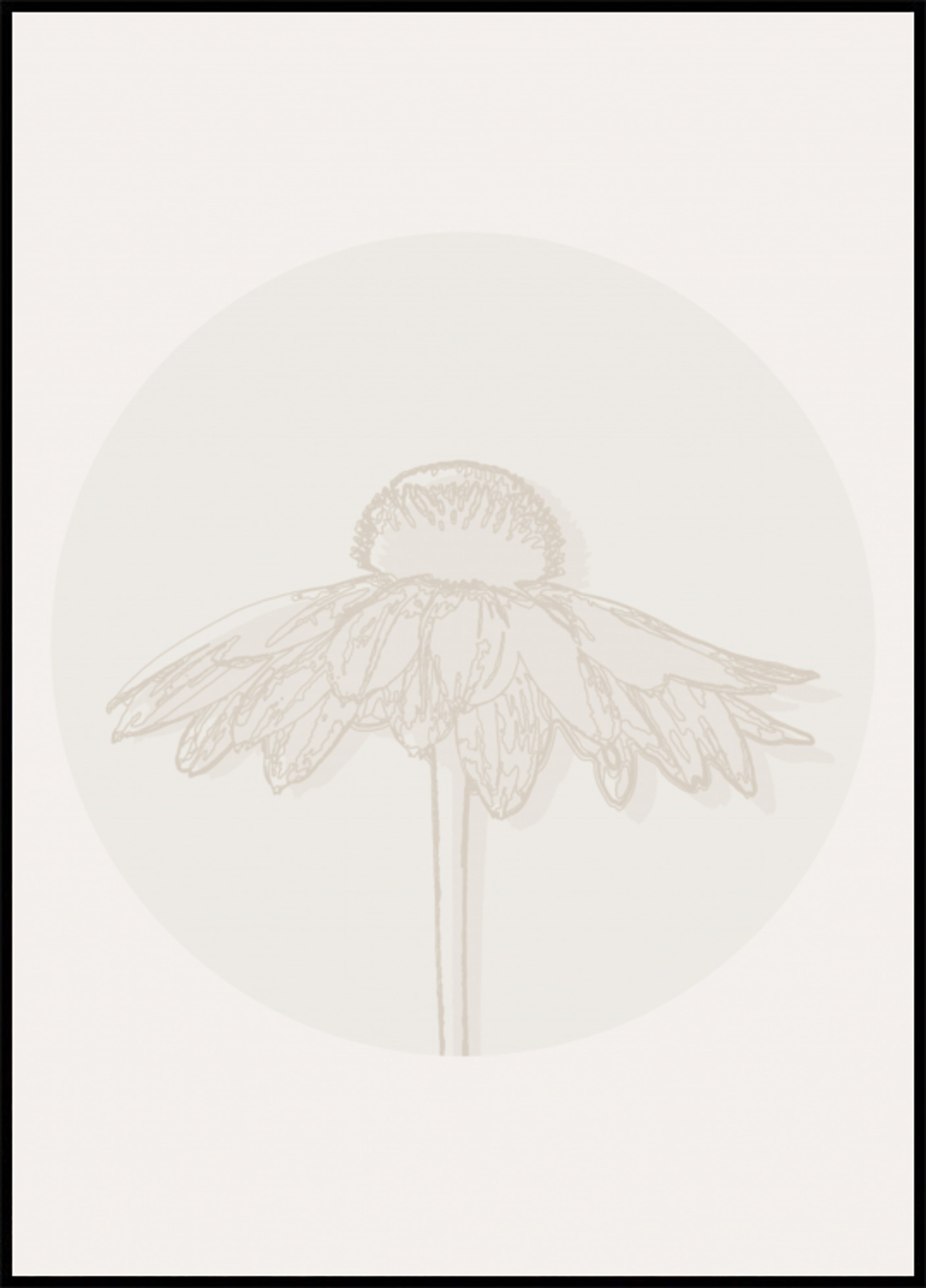Minimalistische Sonnenhutblüte