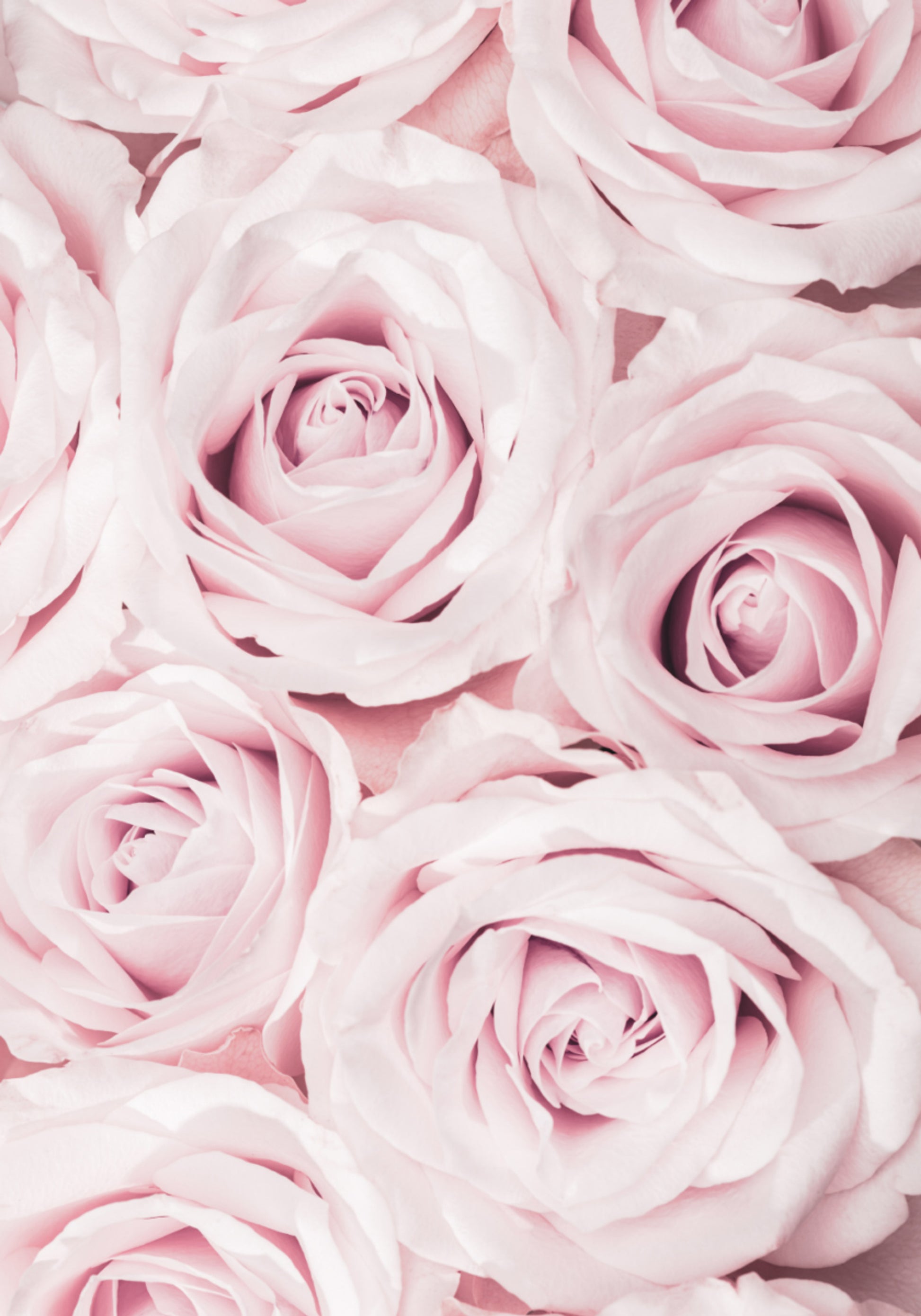 Zarte rosa Rosen