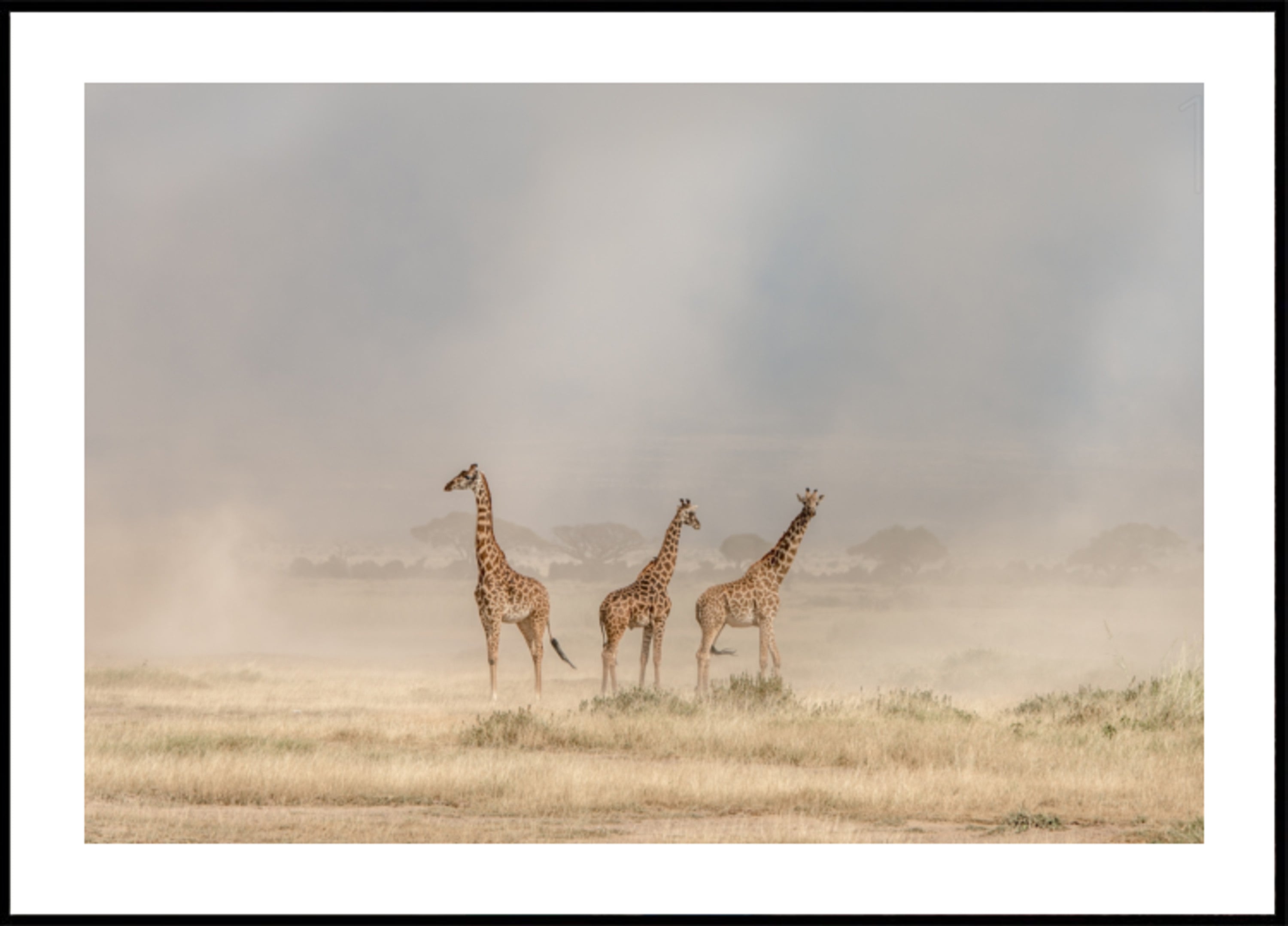 Giraffen im goldenen Staub