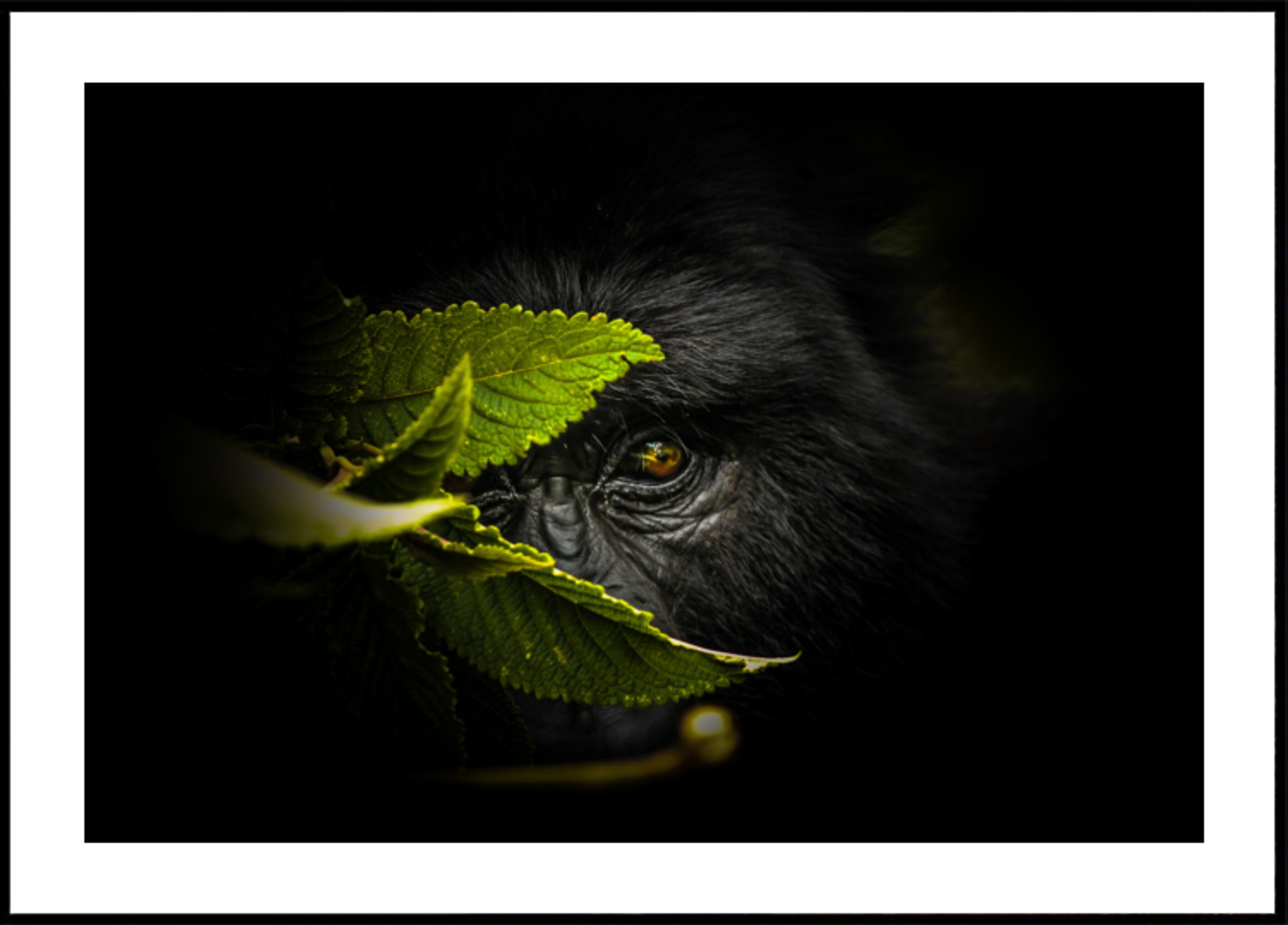 Geheimnisvoller Gorilla-Blick