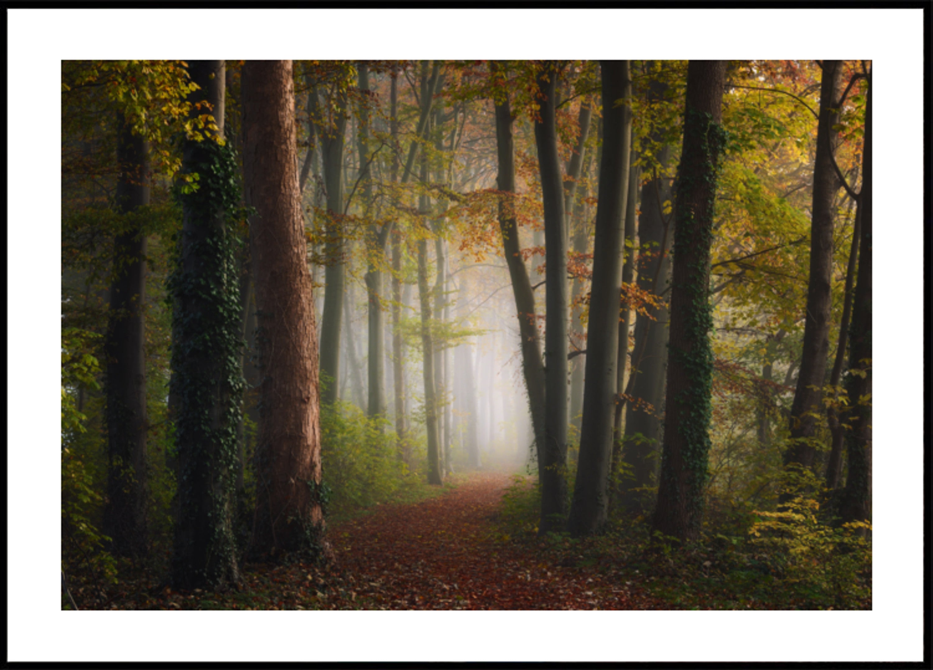 Nebliger Herbstwaldweg