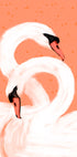 Graceful Swans - Posterbox