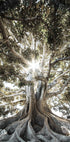 Baum mit großen Wurzeln Poster - Posterbox.dk