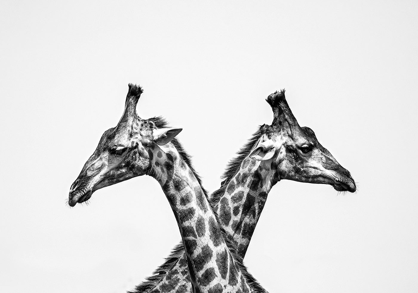 Poster mit zwei Giraffen - Posterbox.dk
