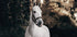 Weißes Pferd Poster - Posterbox.dk