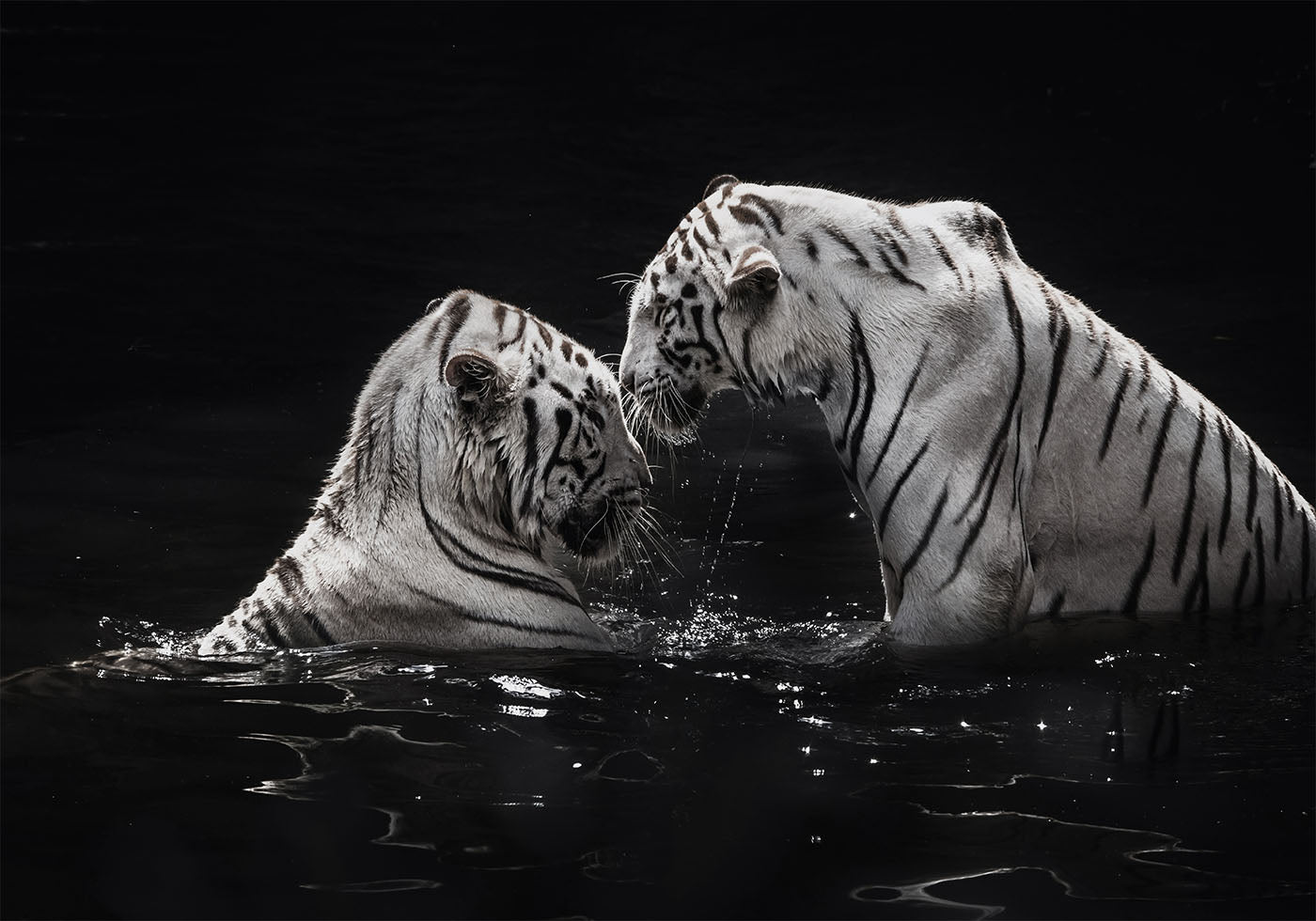 Weiße Tiger im Wasser Poster - Posterbox.dk