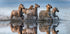 Horses and reflection - Posterbox