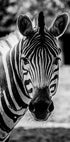 Zebra-Poster - Posterbox.dk