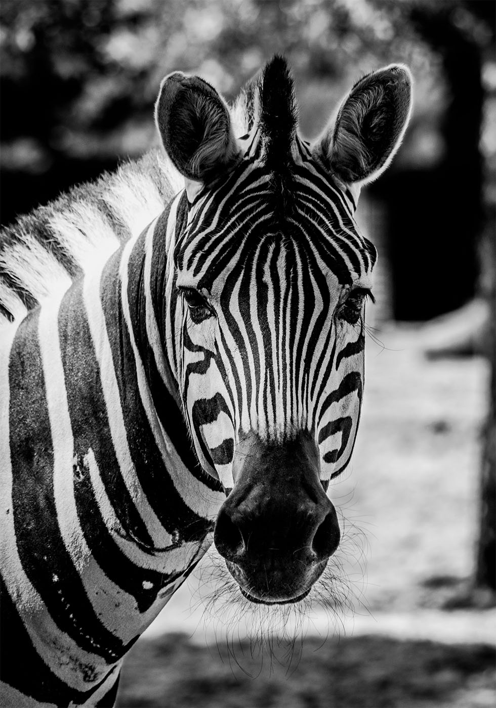 Zebra-Poster - Posterbox.dk